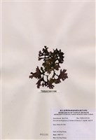 藏品(海木耳)的圖片